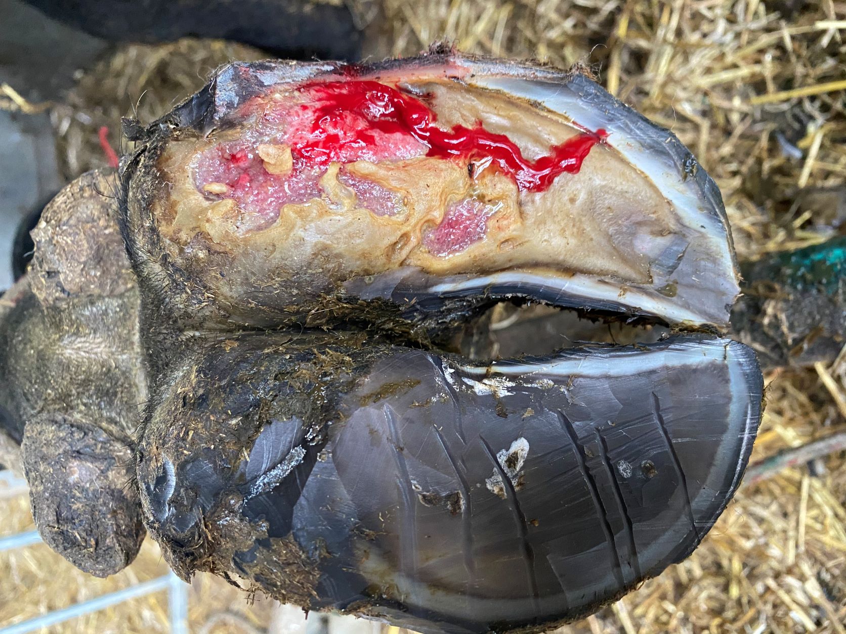 Cow hoof with lesion